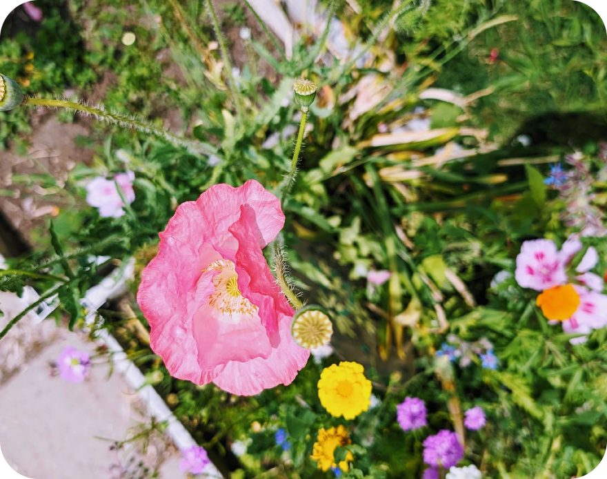 Wildflowers