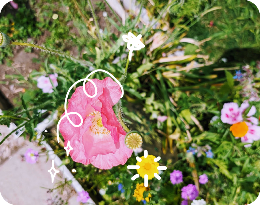 Wildflowers in bloom